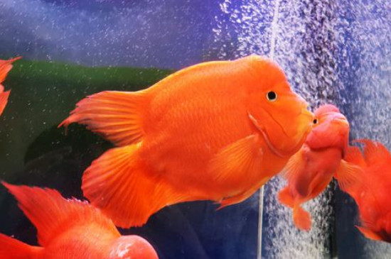 鸚鵡魚怎么養(yǎng)