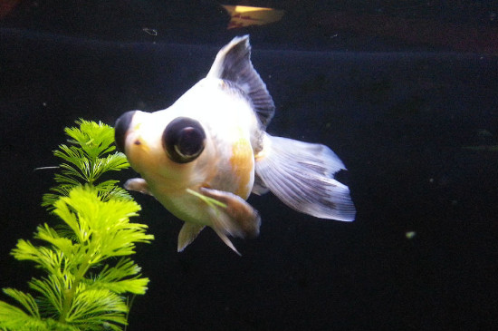 金魚的尾巴像什么