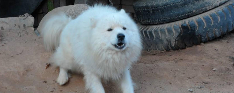 薩摩耶公犬發(fā)情期癥狀