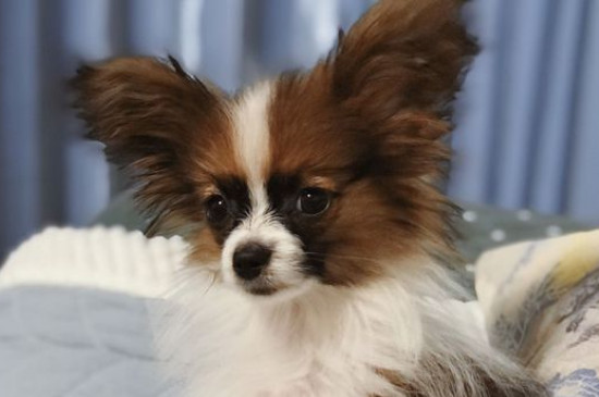 蝴蝶犬掉毛嗎