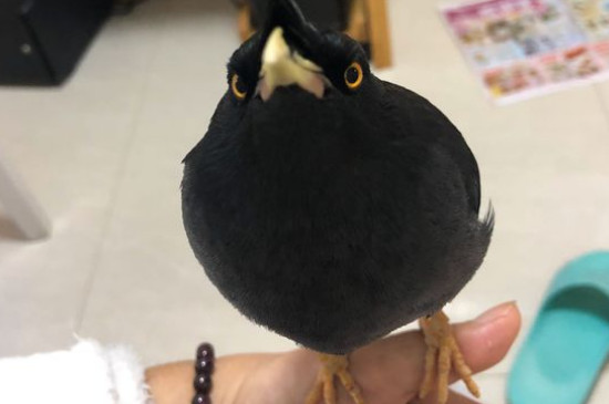 八哥鳥換毛順序