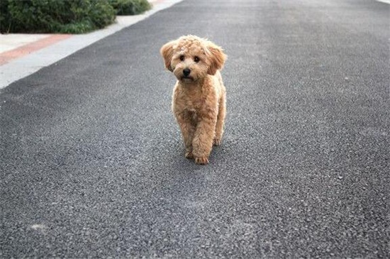 貴賓犬怎么訓(xùn)練大小便，掌握規(guī)律賞罰分明并要從小訓(xùn)練