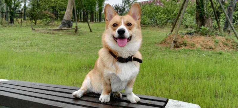 柯基屬于什么型犬?