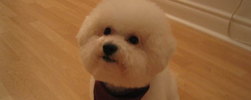 比熊犬和泰迪的區(qū)別
