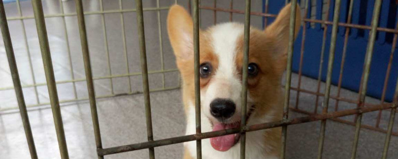 柯基犬會護主人嗎