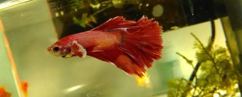 斗魚燒尾能自然恢復(fù)嗎