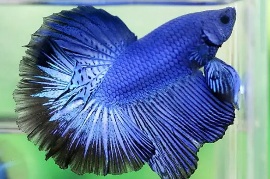 斗魚多久換一次水