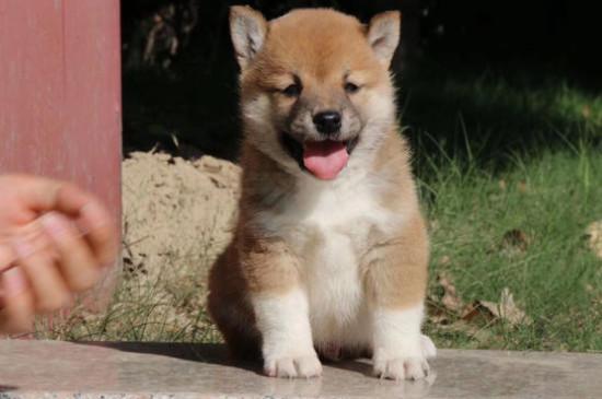 柴犬可以當(dāng)土狗養(yǎng)么