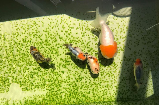 金魚(yú)怎么養(yǎng)