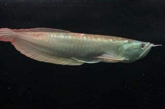 黑龍魚和銀龍魚的區(qū)別