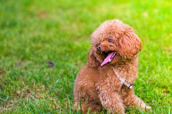 貴賓犬怎么訓(xùn)練