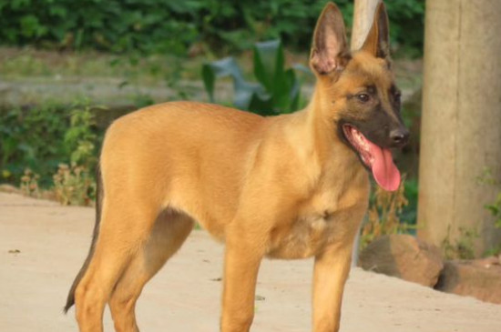 馬犬如何訓(xùn)練