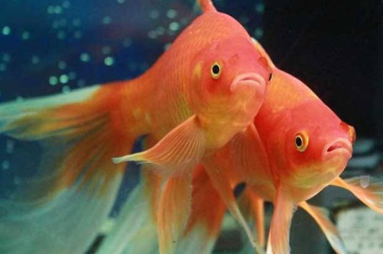 草金魚需要24小時(shí)打氧嗎