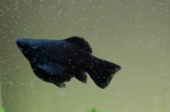 黑瑪麗魚多久繁殖一次