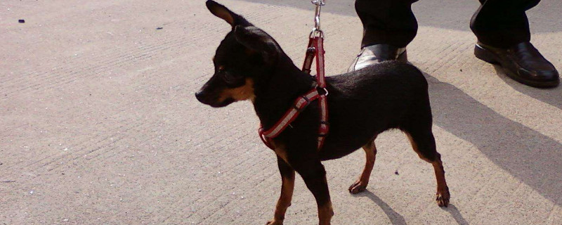 鹿犬智商排第幾名