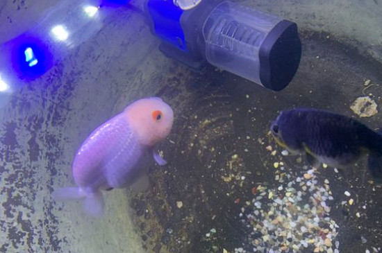 金魚(yú)怎么養(yǎng)