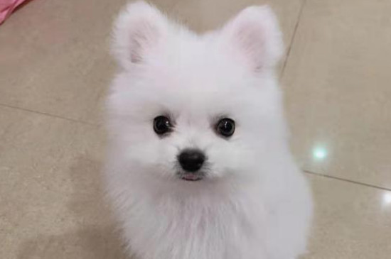 博美犬的壽命多長，一般能活10-16年最多20年左右