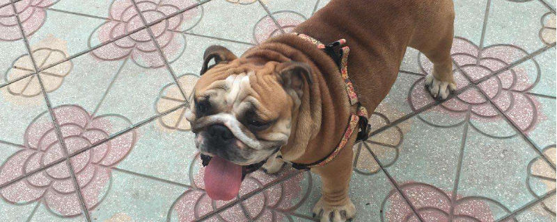 英國斗牛犬如何訓練