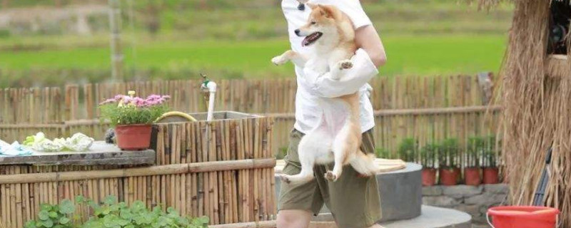 小H品種