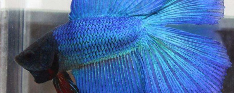 泰國斗魚吃什么