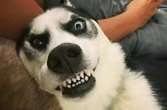 二哈為什么那么傻