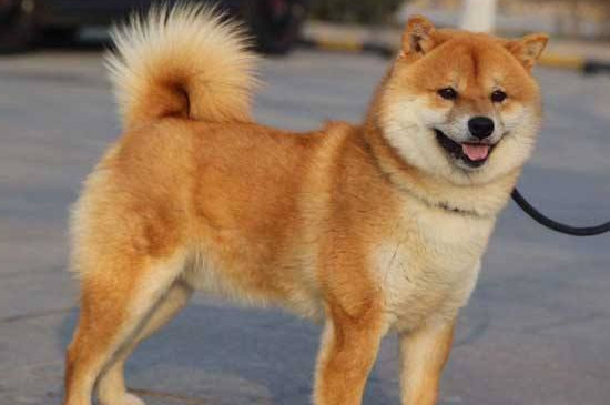 2000買柴犬靠譜嗎