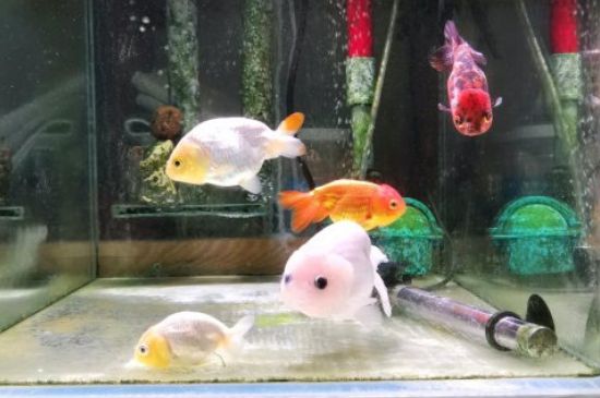 金魚能長多大能活多少年