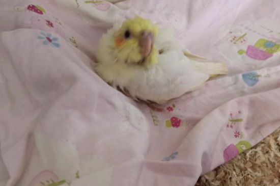 玄鳳鸚鵡花叫是什么意思