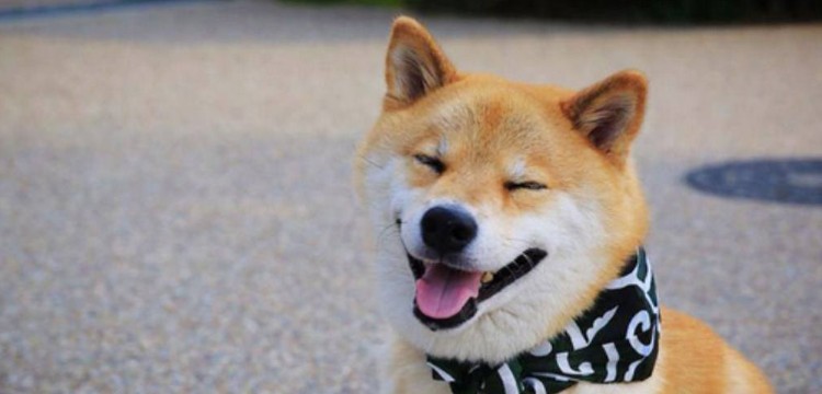 日本柴犬智商高嗎，智商排名第79相當(dāng)于三四歲小孩
