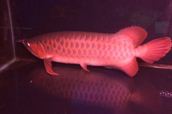 馬來西亞紅龍魚能紅嗎
