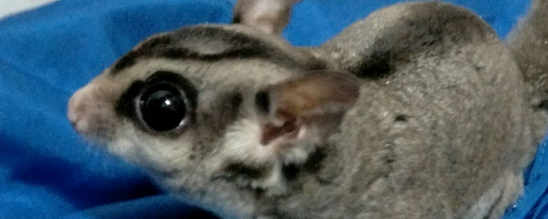 母蜜袋鼯鼠懷孕征兆