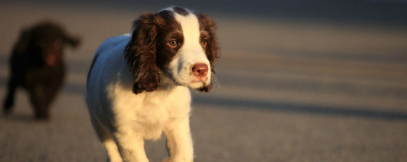 史賓格犬幾個月訓練