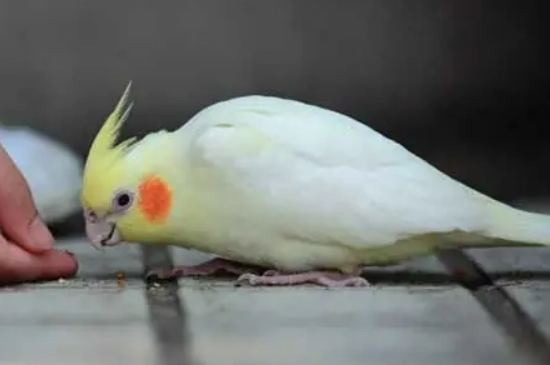 玄鳳鸚鵡一年繁殖幾窩