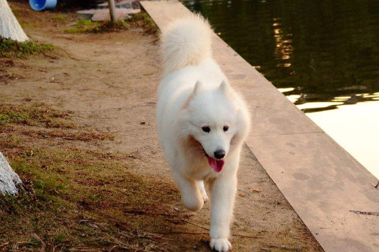 如何訓(xùn)練薩摩耶犬