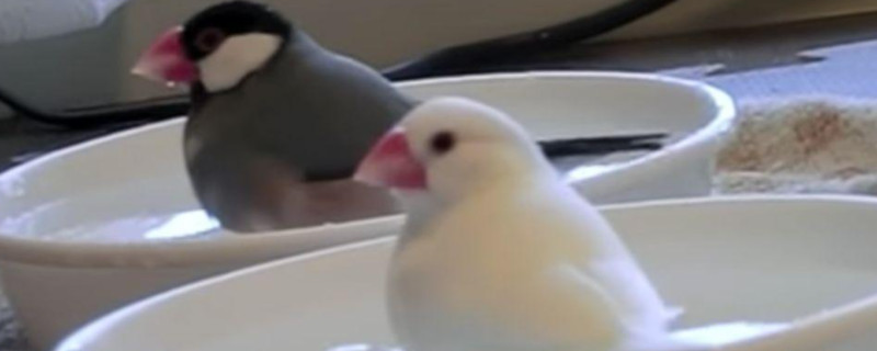 白文鳥下蛋了怎么護(hù)理