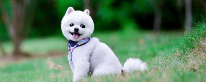 俊介犬掉毛嚴(yán)重怎么辦