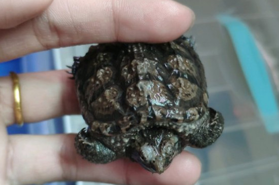 佛鱷龜能長多大