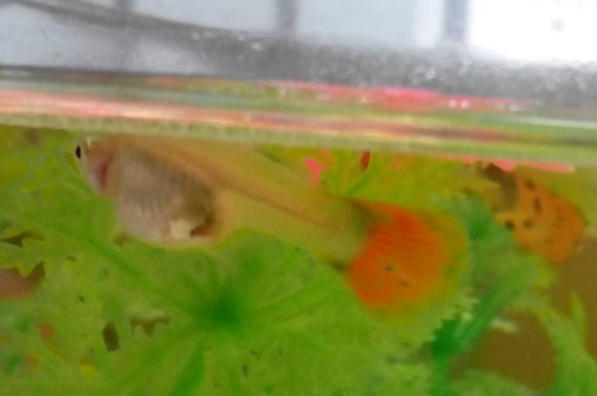 孔雀魚能長多大
