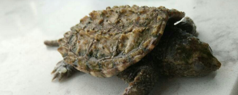 烏龜夏天不吃食是什么原因