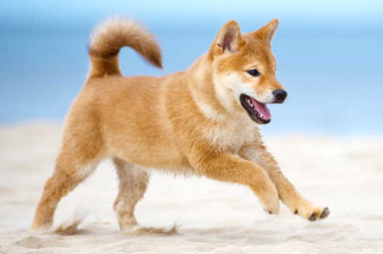 柴犬是日本的土狗嗎
