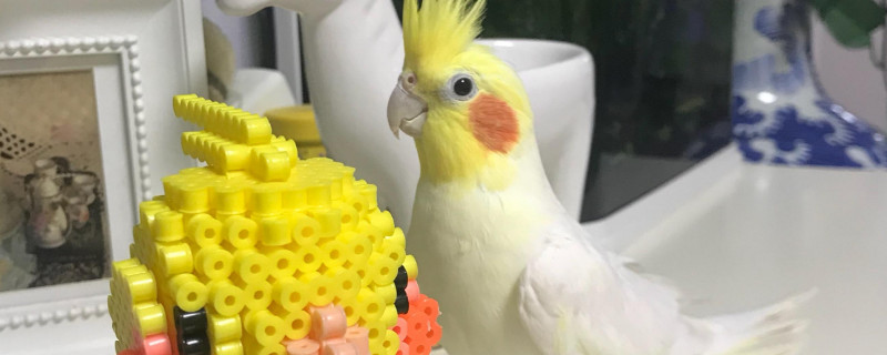 玄鳳多大斷奶
