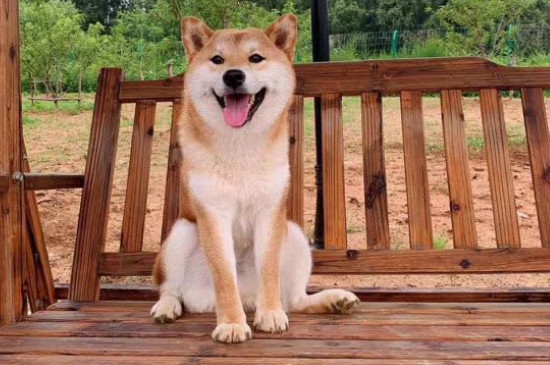 柴犬為什么不喜歡被抱