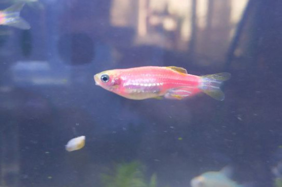 斑馬魚怎么養(yǎng)