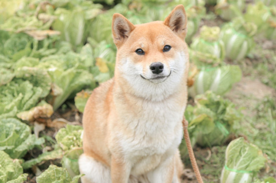 柴犬聰明嗎
