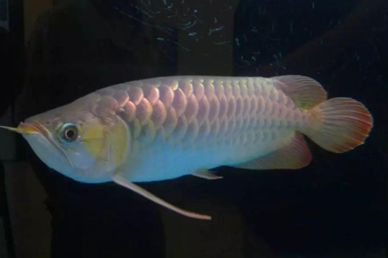星點(diǎn)龍魚可以和豬鼻龜一起混養(yǎng)嗎