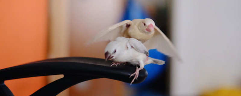 文鳥吃什么