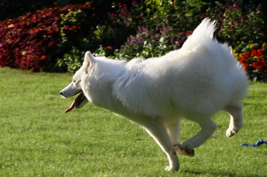 養(yǎng)薩摩耶犬有什么壞處