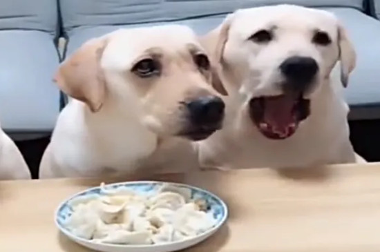 狗能吃韭菜餃子么