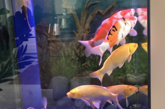 錦鯉的飼養(yǎng)方法