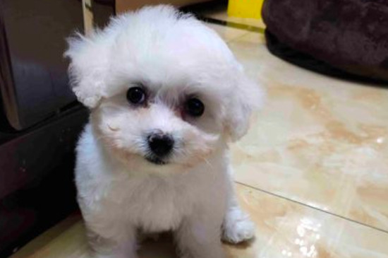 純種比熊犬怎么辨別，比熊如何看純不純